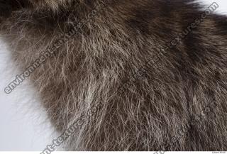 raccoon fur 0003